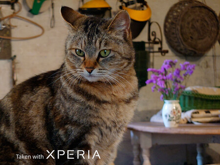 Sony Xperia 1 Iii Animal Eye Af Camera Samples