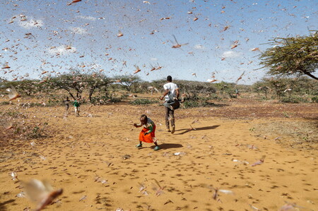 A swarm flooding Naiperere, near the Kenyan town of Rumuruti in the end of January.  When the rains come, the locusts can form swarms of more than 15 million insects per square mile.  Photograph by Baz Ratner for Reuters.