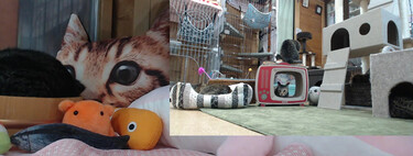 There is a Twitch that broadcasts cats 24 hours a day and has 20,000 followers.  In Japan, of course 