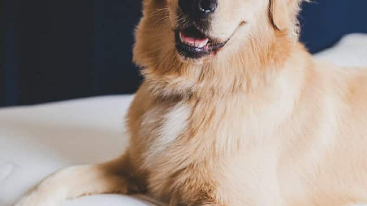 Snoopy What Kind Of Dog Asap Land