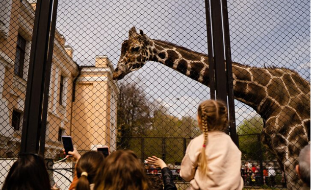 How Gracie the Giraffe's Escapade Captured the Nation
