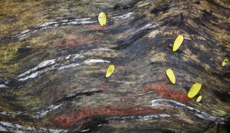 Soil Bacterial Changes Are Limiting Natural Carbon Capture
